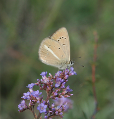 Polyommatus ripartii