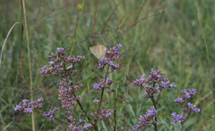 Polyommatus ripartii