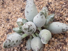 Adromischus cooperi