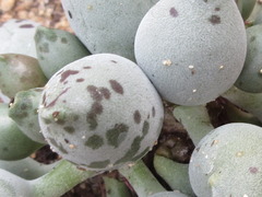 Adromischus cooperi