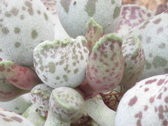 Adromischus cooperi
