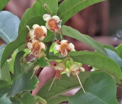 Syzygium malaccense