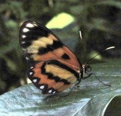 Placidina euryanassa