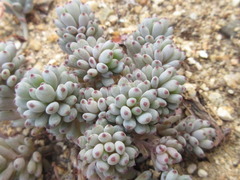 Graptopetalum pachyphyllum