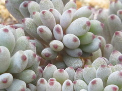 Graptopetalum pachyphyllum