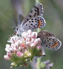 Euphilotes bernardino