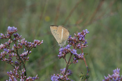 Limonium flexuosum