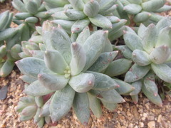 Pachyveria