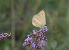 Limonium flexuosum
