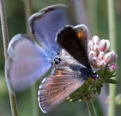 Euphilotes bernardino