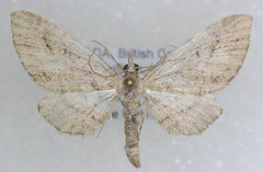 Eupithecia unicolor