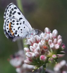 Euphilotes bernardino
