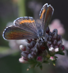 Euphilotes bernardino