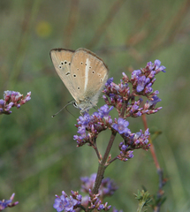 Limonium flexuosum