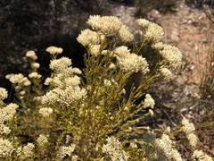 Cassinia complanata