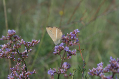 Limonium flexuosum