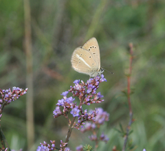 Limonium flexuosum