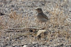 Alaudala heinei