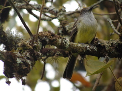 Myiarchus cephalotes