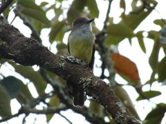 Myiarchus cephalotes
