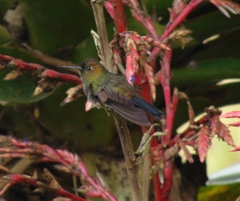 Haplophaedia aureliae