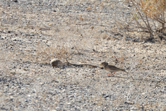 Alaudala heinei