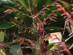 Haplophaedia aureliae