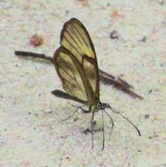 Episcada hymenaea