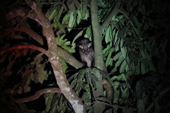 Paradoxurus hermaphroditus