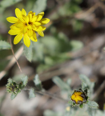 Lessingia tenuis