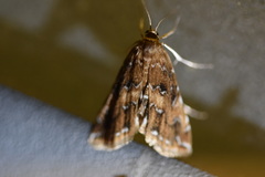 Elophila turbata