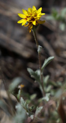 Lessingia tenuis