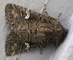 Properigea niveirena