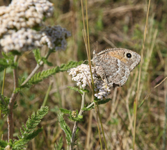 Achillea asiatica
