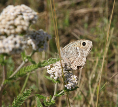 Achillea asiatica
