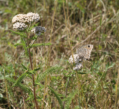 Achillea asiatica