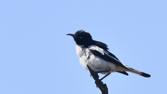 Certhionyx variegatus