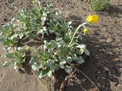 Enceliopsis nudicaulis