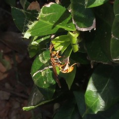 Polistes humilis synoecus
