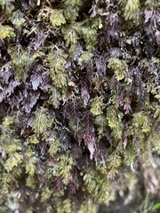 Hymenophyllum lanceolatum