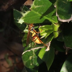 Polistes humilis synoecus