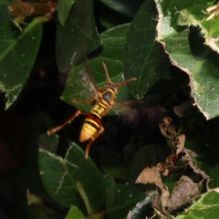 Polistes humilis synoecus