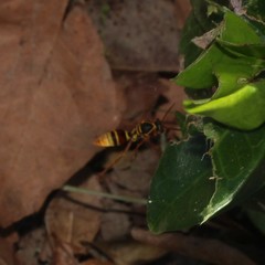 Polistes humilis synoecus