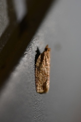Adoxophyes honmai