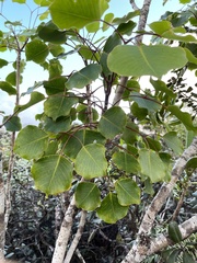 Cheirodendron