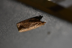 Adoxophyes honmai