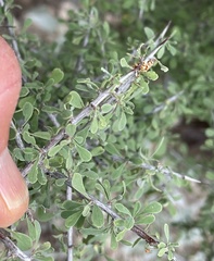 Condalia globosa