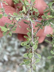 Condalia globosa