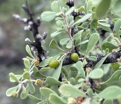 Condalia globosa