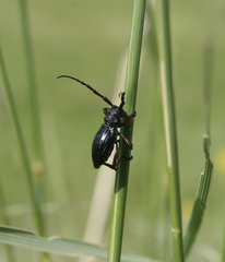 Eodorcadion carinatum